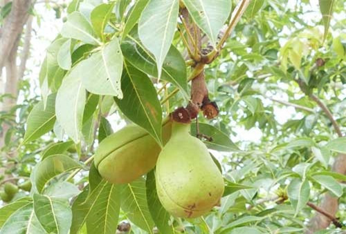 Loài cây ra quả lạ ở xứ sở Tháp Chàm huyền bí