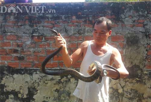 Thả đàn rắn dài ngoẵng trong vườn, khi muốn bắt đuổi như đuổi gà