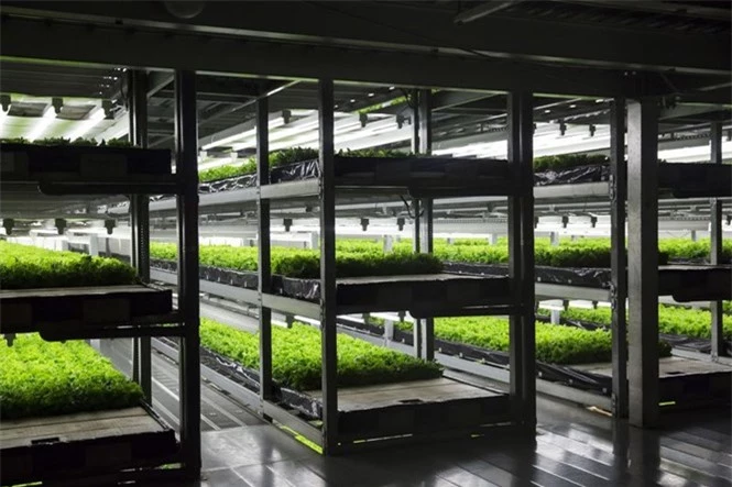 Rau diếp trồng theo chiều dọc trong trang trại tại Kameoka (Nhật Bản) của Spread Ảnh: Bloomberg