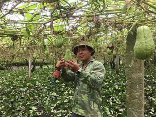 Cử nhân sư phạm thất nghiệp, về núi làm giàu nhờ su su