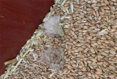 Cỏ kế đồng có thể gây thiệt hại hàng trăm triệu USD