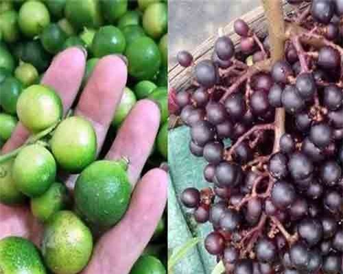 Chanh, nho rừng giá cả trăm nghìn đồng/kg vẫn đắt khách