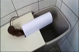 Clip: Những cách làm bẫy chuột đơn giản nhưng hiệu quả không ngờ