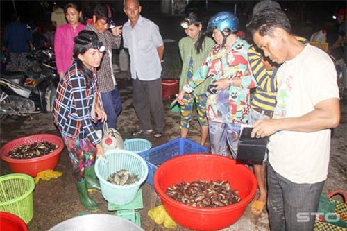 Miền Tây mùa lũ đẹp: Cá đồng về nhiều, đội đèn họp chợ cả đêm