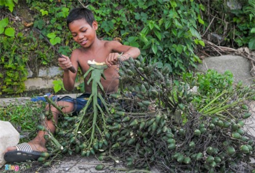 'Xứ sở ngàn cau' mang lại tiền tỷ ở miền Trung