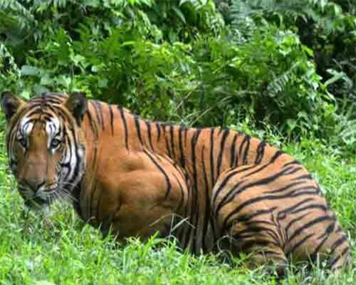 Cuộc săn hổ cái 'thành tinh' giết 13 người trốn kỹ suốt 2 năm