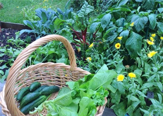 Khu vườn đầy rau xanh và trái ngọt của người phụ nữ bỏ việc giáo viên về làm vườn - Ảnh 12.