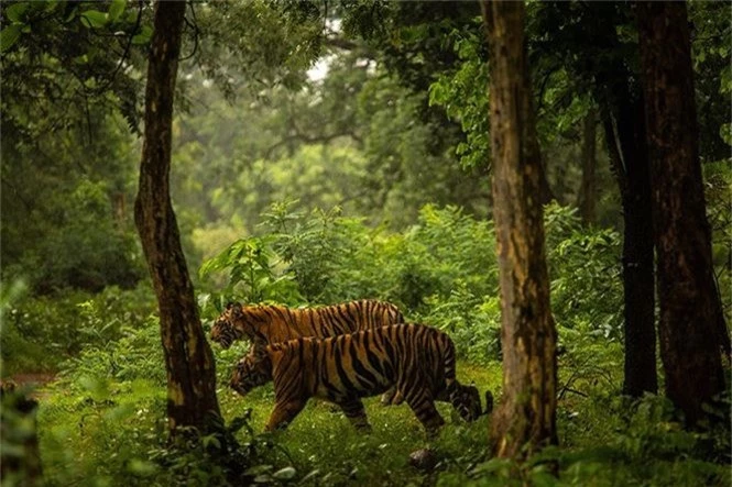 Tiêu diệt con hổ ăn thịt người tại Ấn Độ - ảnh 2