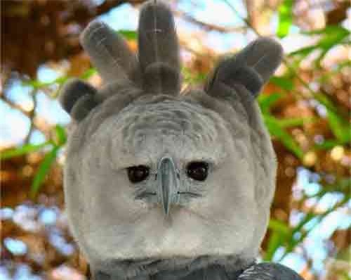 10 con vật có ngoại hình kỳ dị mà ít người biết tới