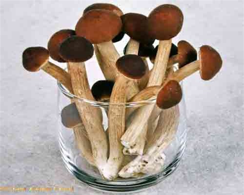 Điều ít biết về giống nấm quý khiến người Nhật, Việt mê đắm