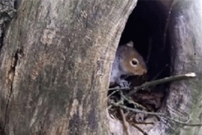 Clip: Dám xâm phạm tổ sóc, cú nhận cái kết 'đắng lòng'