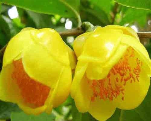 Khám phá 'nữ hoàng của các loại trà' quý hiếm ở Việt Nam