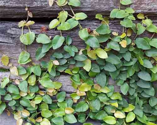 Lạ lùng loài cây mang tên động vật, trồng nhiều ở Việt Nam