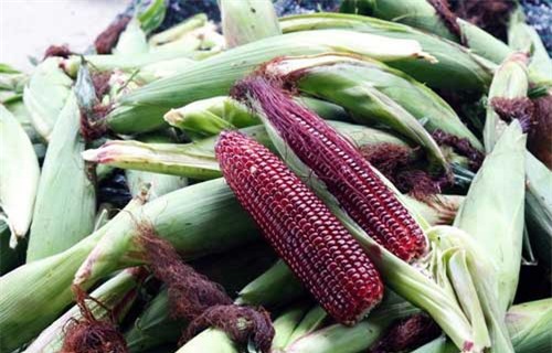 Tận mục cánh đồng trồng ngô tím độc lạ ở Việt Nam