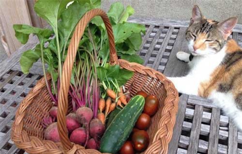 Khu vườn đầy rau xanh và trái ngọt của người phụ nữ bỏ việc giáo viên về làm vườn