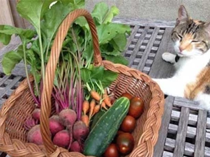 Khu vườn đầy rau xanh và trái ngọt của người phụ nữ bỏ việc giáo viên về làm vườn