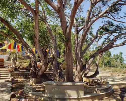 Tận mục cây xoài cổ thụ chục thân 'độc, lạ' bậc nhất Việt Nam