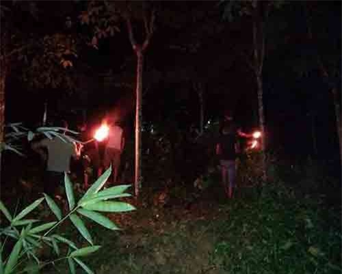 Xuất hiện đàn voi rừng phá hoại cây cối của người dân ở Nghệ An