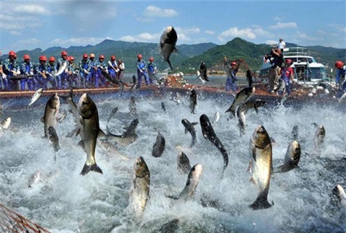 BẢN TIN TÀI CHÍNH-KINH DOANH: Việt Nam hưởng lợi nhiều thứ nhì từ CPTPP, xuất khẩu thủy sản đạt 7,2 tỷ USD