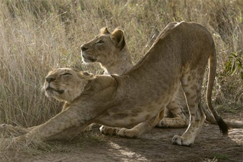 Ảnh động vật: Cá heo yêu nồng nhiệt, cá vàng phố Hà Nội...