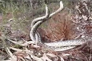 Clip: Cuộc giao chiến ác liệt giành lãnh thổ của đôi trăn thảm 