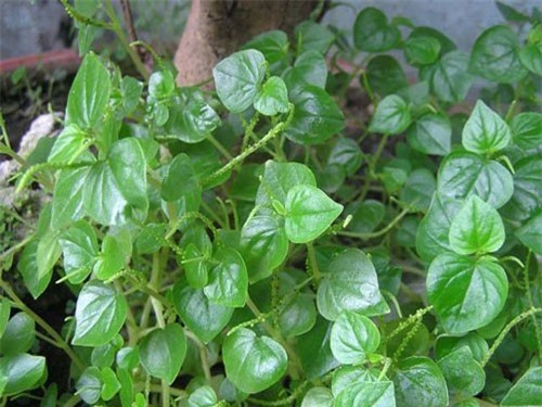 Đua nhau mua loại rau dại có giá cao hơn thịt