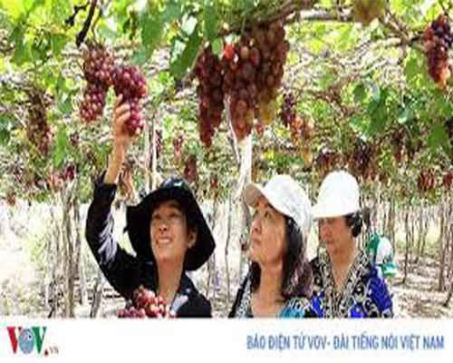 Trồng nho kết hợp làm du lịch sinh thái cho hiệu quả kinh tế cao