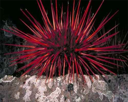 Khám phá loài nhím biển đỏ rực sống thọ nhất Trái đất