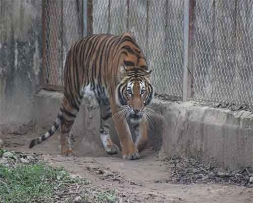 Trái Đất mất 60% số lượng động vật hoang dã trong 40 năm