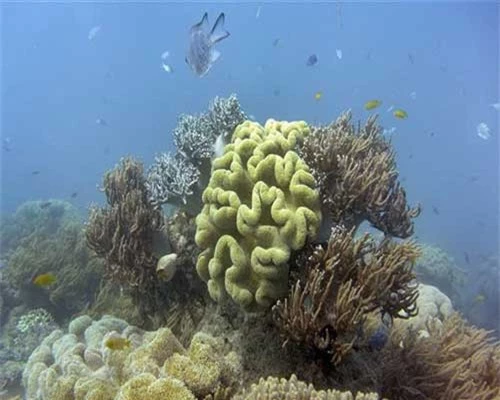 Great Barrier - rạn san hô lớn nhất thế giới ở Australia. (Nguồn: TTXVN phát)