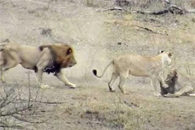 Sư tử đực lao tới giành mồi của sư tử cái.