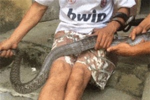 Clip: Bắt sống rắn hổ mang 'khổng lồ' dài hơn 2m, nặng 2,6kg tại Tuyên Quang