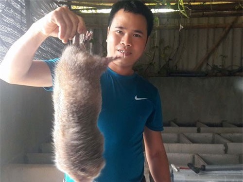 Nuôi “chuột mốc”, đút túi cả tỷ đồng mỗi năm