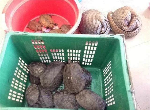 Số cá thể tê tê, rùa đuôi chuột và rùa mỏ vẹt Công an huyện Anh Sơn thu được sau khi bắt giữ Lương Văn Kèo.