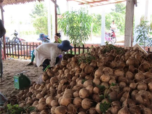 dan xu dua trung mua cu san, dao den dau lai khuan het den do hinh anh 3