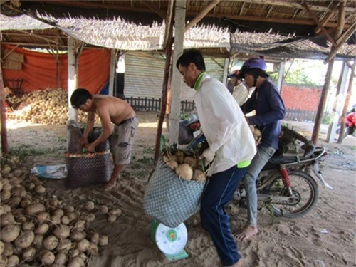 dan xu dua trung mua cu san, dao den dau lai khuan het den do hinh anh 4