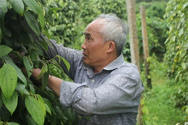 Từ đôi bàn tay trắng, lão nông Nguyễn Khắc Phương đã xây dựng nên trang trại rộng hơn 12ha