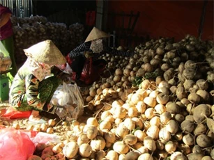 Dân xứ dừa trúng mùa củ sắn, đào đến đâu lái khuân hết đến đó