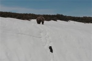 Clip: Bài học về tính kiên trì từ hình ảnh chú gấu nhỏ vượt núi tuyết theo mẹ
