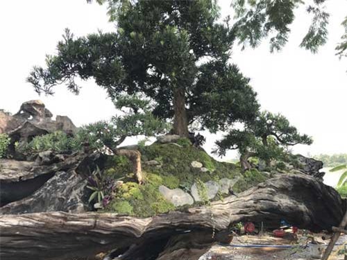 Thuyền vạn niên tùng siêu khủng, hàng trưng bày chứ không bán