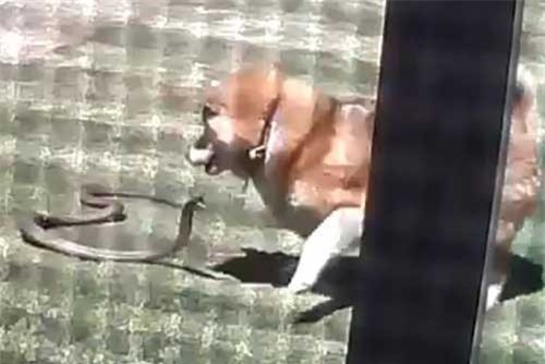 Clip: Chó Shiba Inu ác chiến với rắn độc bảo vệ chủ