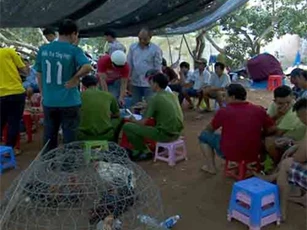 Triệt phá tụ điểm đá gà thu gữi gần 1 tỷ đồng