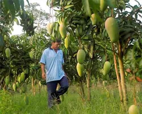 Người dân trồng xoài xuất khẩu ở xã Mỹ Hiệp, huyện Chợ Mới, tỉnh An Giang Ảnh: Cảnh Kỳ