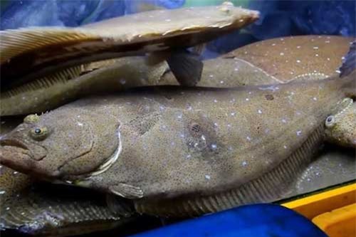 Cá bơn Hàn Quốc tiền triệu “hút” bà nội trợ Việt