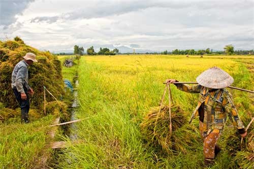 BẢN TIN TÀI CHÍNH-KINH DOANH: Gạo Việt được bảo hộ toàn cầu, phí trước bạ xe bán tải tăng 3-4 lần