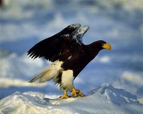 Bí ẩn loài chim khổng lồ, 'chúa tể' bầu trời