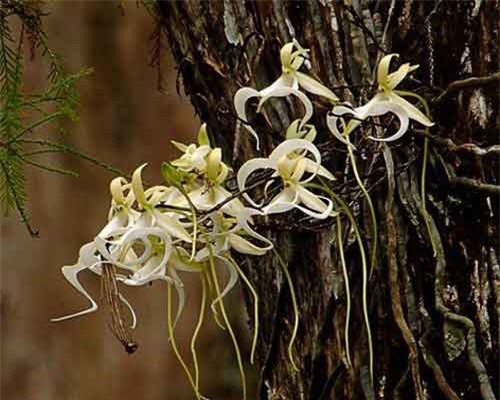 Phong lan ma - loài hoa đắt đỏ nhưng cây lại không có một chiếc lá nào