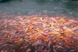 Clip: Hình ảnh đẹp mắt của hàng trăm con cá tranh nhau đớp mồi