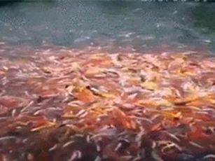 Clip: Hình ảnh đẹp mắt của hàng trăm con cá tranh nhau đớp mồi