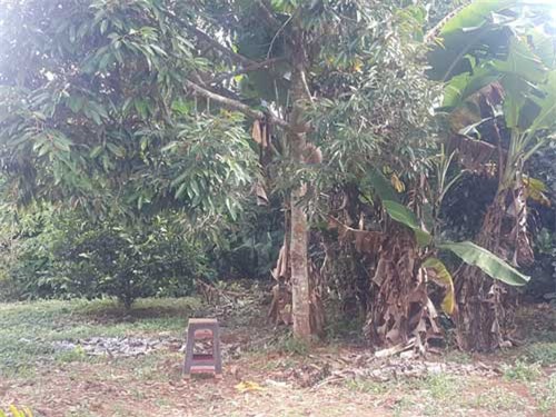 Chủ tịch xã tử vong trong tư thế treo cổ trên cây sau vườn nhà